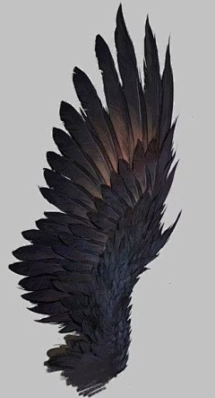 芊悦❀采集到C-翅膀/羽毛