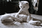 6628711bgw1eh5zei8jwrg208c05mb29.gif (300×202)