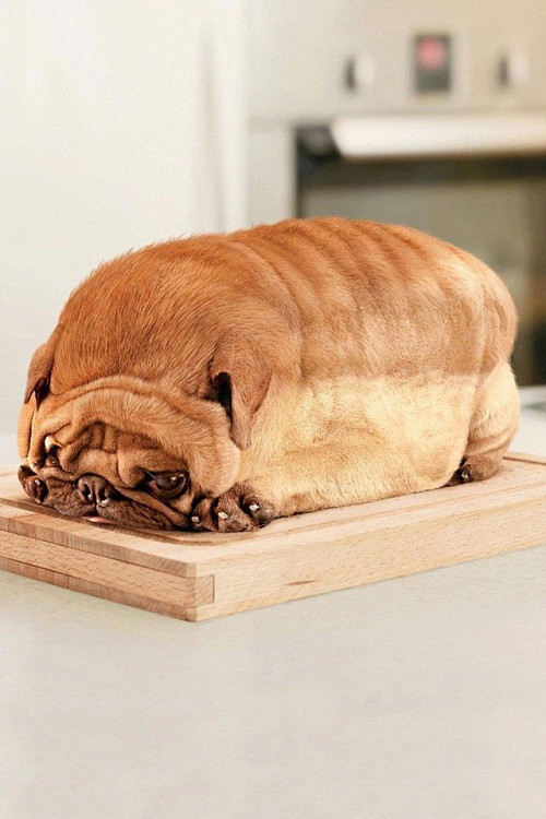 这狗好面包呀....