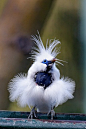 Bali Mynah