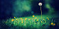 Flowers Grass Twitter Cover & Twitter Background | TwitrCovers