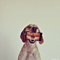 摄影视觉：有趣创意的汪星人写真集 / 大花狗的艺术摄影