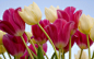 郁金香（学名：Tulipa gesneriana），百合科郁金香属的草本植物，是土耳其、哈萨克斯坦、荷兰的国花。英文名：Flower of Common Tulip， Flower of Late Tulip ，中药名称：郁金香《本草拾遗》；郁金香《太平御览》；红蓝花、紫述香《纲目》。花叶3-5枚，条状披针形至卵状披针状，花单朵顶生，大型而艳丽，花被片红色或杂有白色和黄色，有时为白色或黄色，长5-7厘米，宽2-4厘米，6枚雄蕊等长，花丝无毛，无花柱，柱头增大呈鸡冠状，花期4-5月。