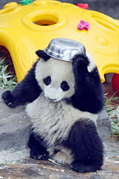 eryu采集到动物 熊猫