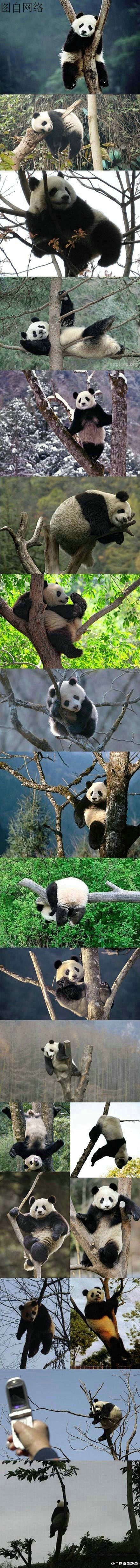 当熊猫遇到树。。。真是各种惊天地泣鬼神的...