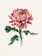 Japanese Chrysanthemum - Botanical Portrait : Watercolour botanical portrait of 'Japanese Chrysanthemum'.