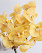 Photo by 東京植物図譜 on August 06, 2023. May be an image of flower arrangement and Vanda orchid.