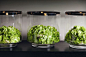 Green hydrangea heads, cut very short, are displayed here in silver-rimmed glass vases. http://www.kellyhoppen.com/shop-by-type/books-and-pictures/kelly-hoppen-design-masterclass-how-to-achieve-the-home-of-your-dreams: 