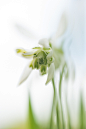 Lensbaby Sweet 50 |