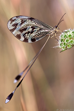 麟℃采集到insect