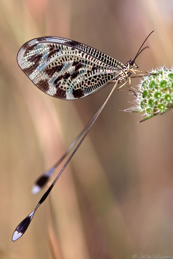 Photograph ___ Natur...