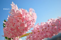 ～初～采集到❤花心♥