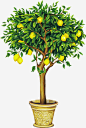 一棵柠檬树高清素材 手绘 柠檬 树 黄色 免抠png 设计图片 免费下载