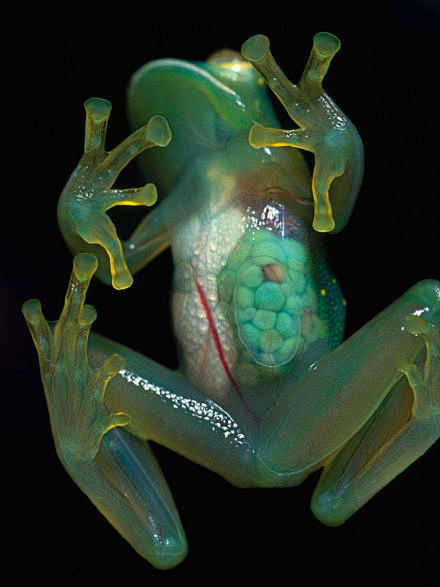 玻璃蛙，可清楚地看到内脏，包括心脏跳动和...