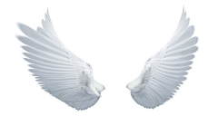 北冥熙熙采集到素材-翅膀