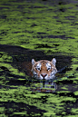 Swiming tiger by Henrik Vind