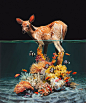 Animals in Between Two Worlds : Basée à Portland, dans l’Oregon, Lisa Ericson réalise des œuvres originales. On y voit des animaux très réalistes, représentés dans des tournures surréalistes. À moitié submergés, ils évoluent entre deux mondes, accompagnés