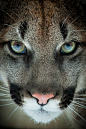 Cougar Eyes