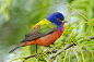 libutron:

Painted Bunting | ©Seth Patterson   (Lower Rio Grande Valley, Texas, US)
Painted Buntings, Passerina ciris (Passeriformes - Cardinalidae), are striking, colorful birds native to North America. They are always one of the highlights of Spring Mig