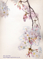 樱花绘画图片9