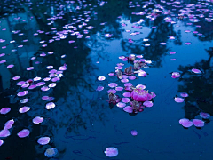 烟雨梦﹏采集到落花流水