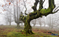 森林雾气树枝造型高清图片下载-非凡图库