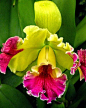 Yellow And Pink Cattleya Orchid