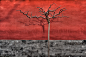 Photograph Barren tree in winter, in Beijing by Ian Robert Knight on 500px