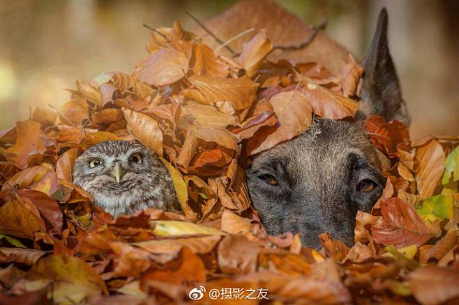 牧羊犬Ingo和猫头鹰Poldi的友谊认...