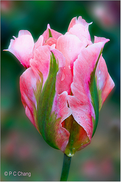 Greenland Tulip | Fl...