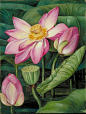 Foliage, Flowers, and Fruit of the Sacred Lotus in Java  by Marianne North  Location: Java  Plants: Water Lily, Nelumbium speciosum  © Kew Gardens, London  http://www.kew.org/mng/gallery/plant-portraits