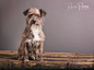 pet photography by rachel potter