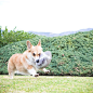 Aqua The Corgi 在 Instagram 上发布：“Playing hard!!
狗、汪星人、柯基