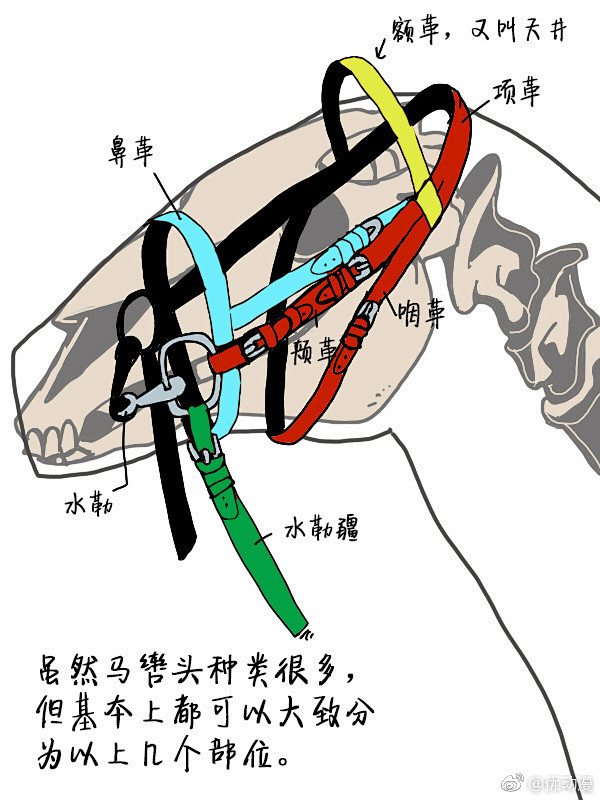 马辔头