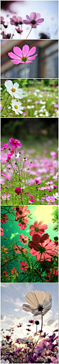 格桑花，中文学名：波斯菊，拉丁学名：Cosmos bipinnatus Cav.。花语：“怜取眼前人”。藏族有一个美丽的传说：不管是谁，只要找到了八瓣格桑花，就找到了幸福。