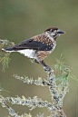 thalassarche:<br/>Spotted Nutcracker (Nucifraga caryocatactes) - photo by Dennis Lorenz