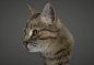 Cat, Gaeri Kim : This is fur RND project. I made cat's body model and fur. 
Texturing is support by yuna Kim.