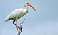 White Ibis Galveston Co, TX 27Sep12 kjm_8175-016_ac_r