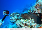 Action camera shooting dangerous moray eel underwater in the coral reef 