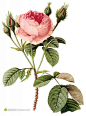 外国精美手绘玫瑰花插图