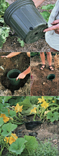 Tips for growing squash, Place the seeds AROUND the pot. When you water, you water inthe pot so the water comes out of the drain holes around the bottom for deep root watering.