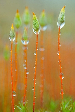 旗_旗采集到是花❀诱惑了年华