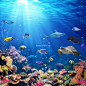 Underwater Scene With Coral Reef And Tropical Fish