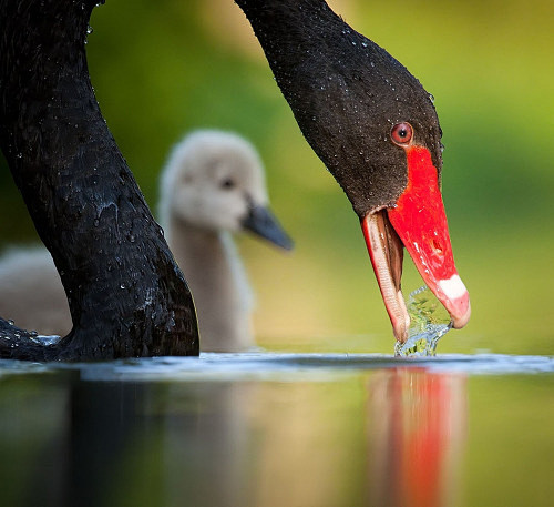 Black Swan by Robert...