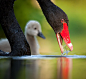 Black Swan by Robert Adamec