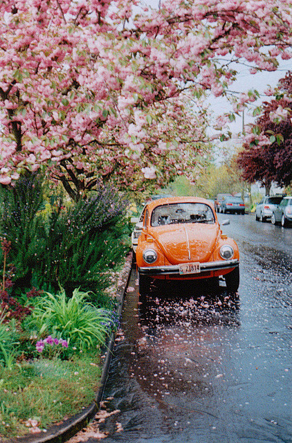 樱花。雨