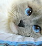 如蓝色宝石般的眼