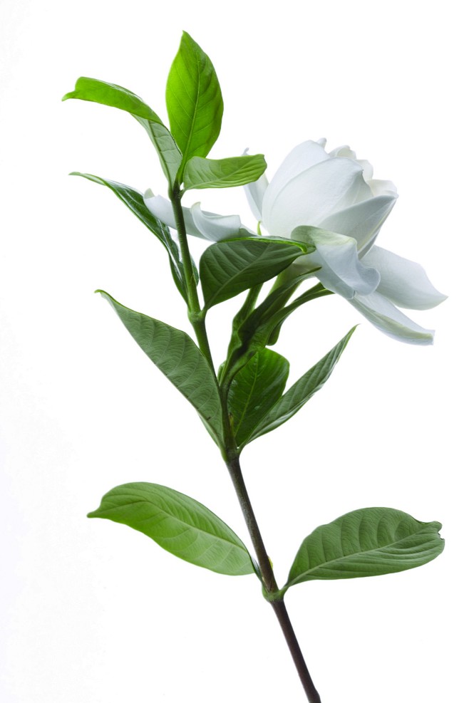 花卉 - 叶子-绿色植物 PNG