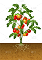 在下面,根部,陆地,番茄植物,农业,蔬菜,清新,食品,西红柿,植物