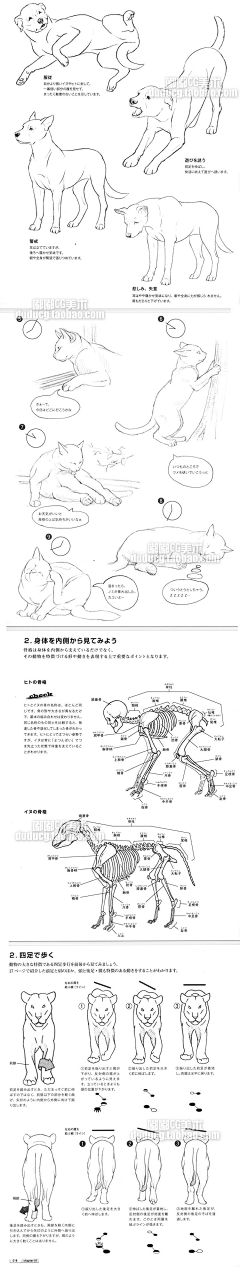 AUDSAI采集到动物